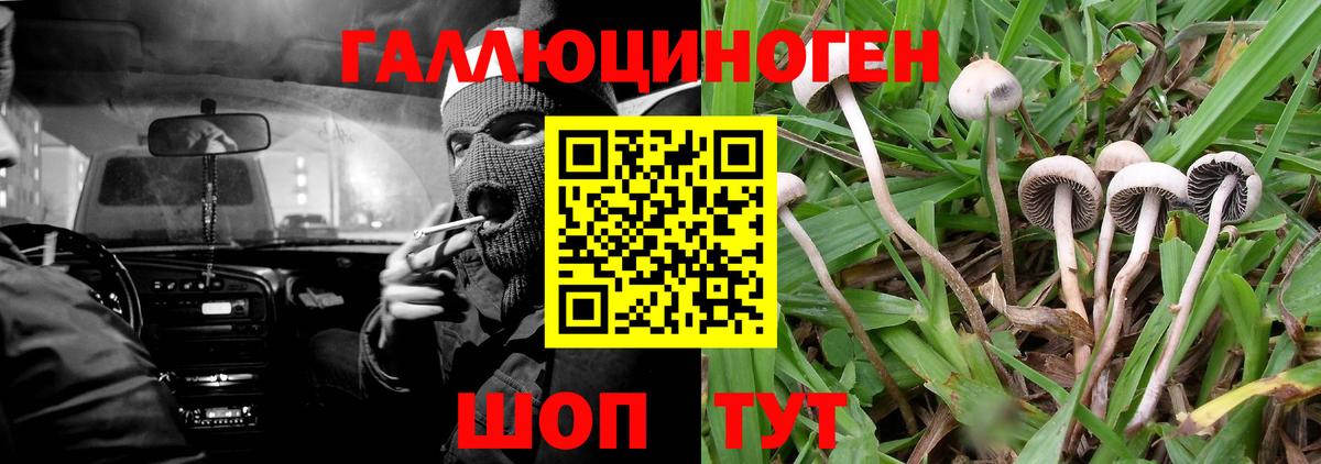 Галлюциногенные грибы прущие грибы  Вход с VPN  Майкоп  Псилоцибиновые грибы GOLDEN TEACHER 